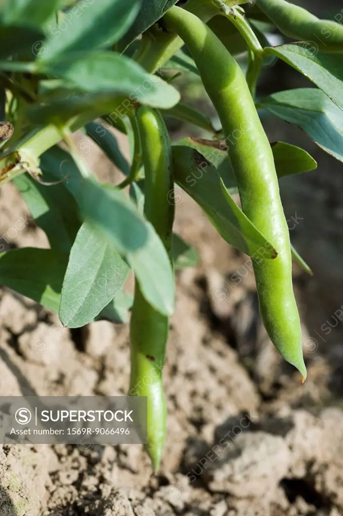 Broad beans growing in vegetable garden, close_up