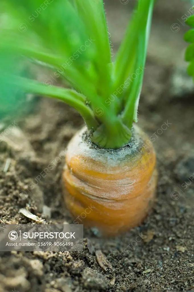 Carrot growing in garden, close_up