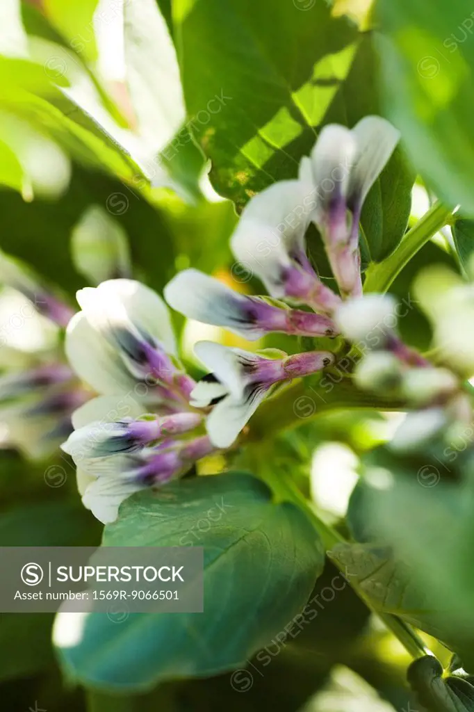 Broad bean Vicia faba plants in flower, close_up