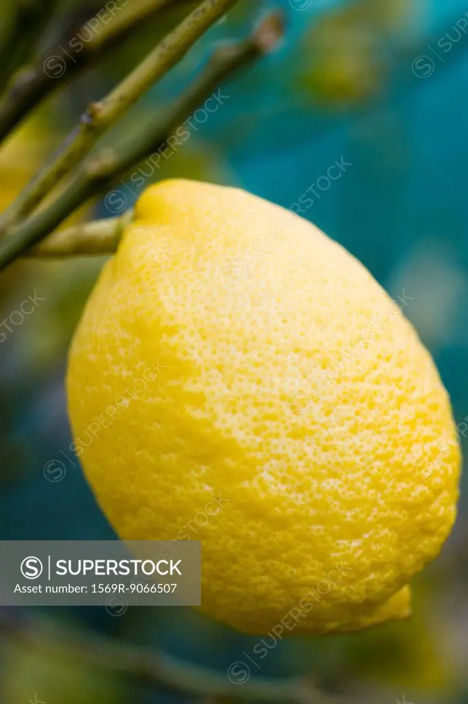 Lemon growing on tree, close_up
