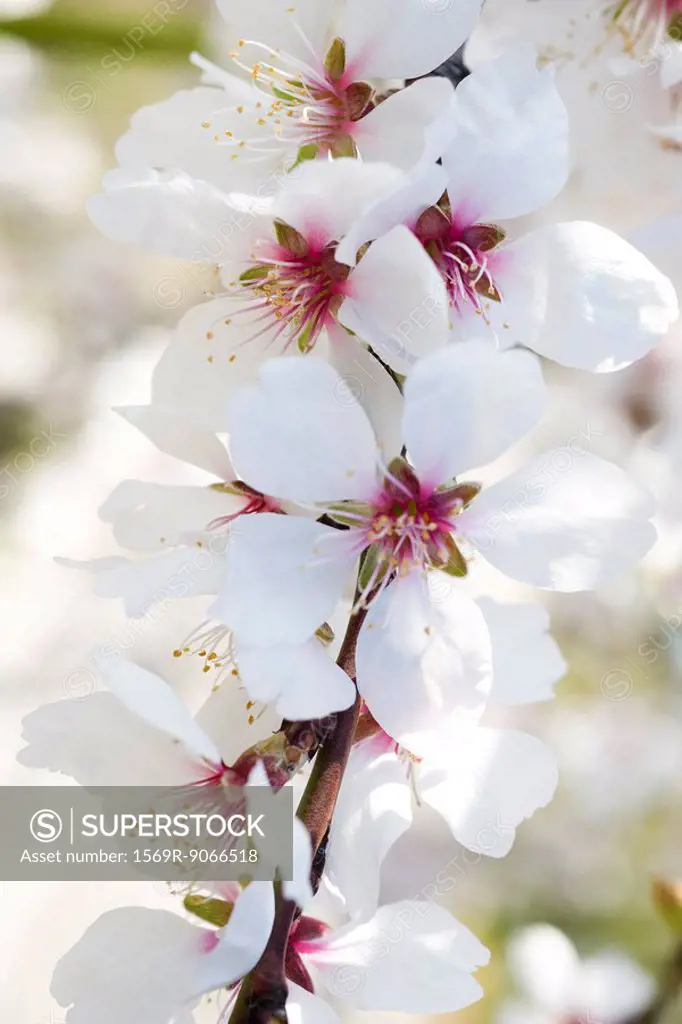 Almond tree in flower, close_up of flowering branch