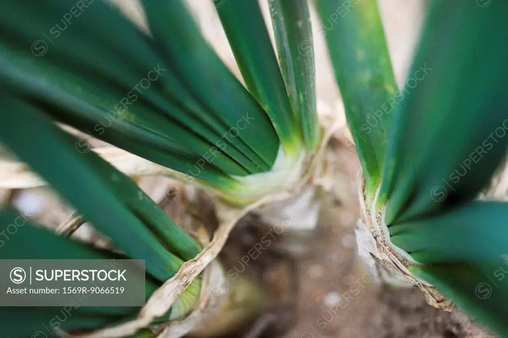 Onions growing in vegetable garden, close_up