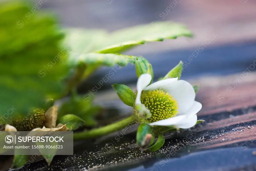 Strawberry plant in flower