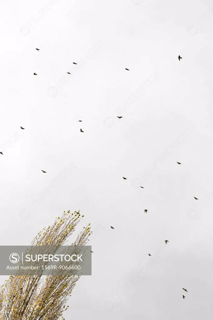 Flock of birds flying in sky, low angle view