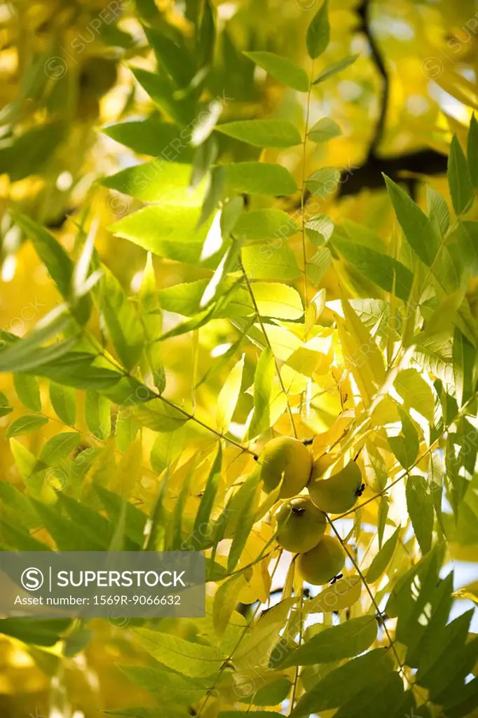 Walnuts growing on branch, low angle view