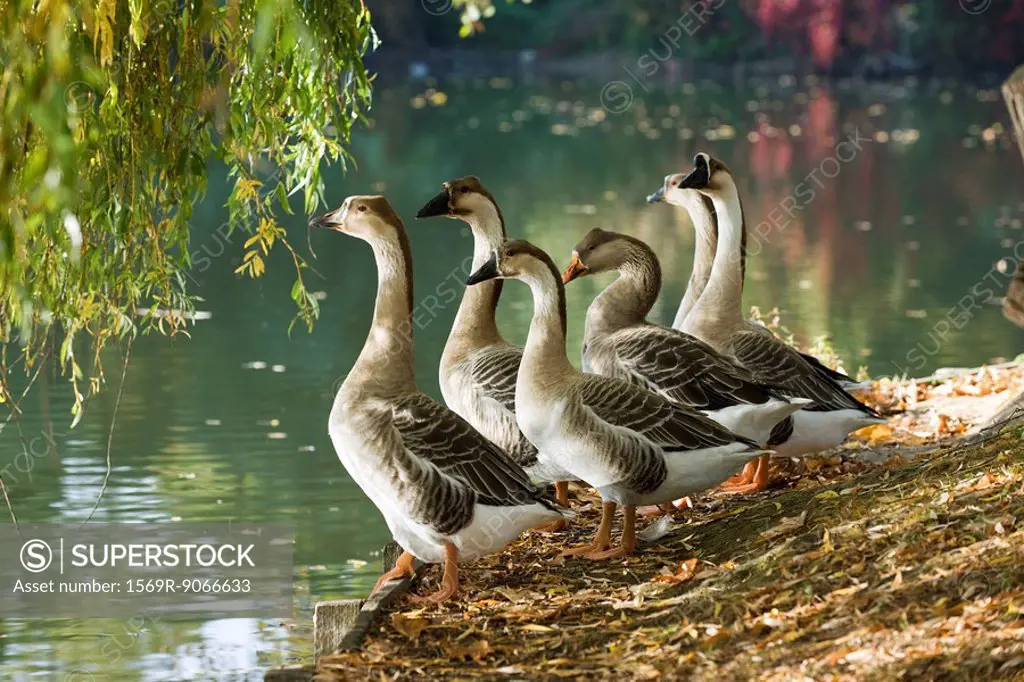 Geese standing at water´s edge
