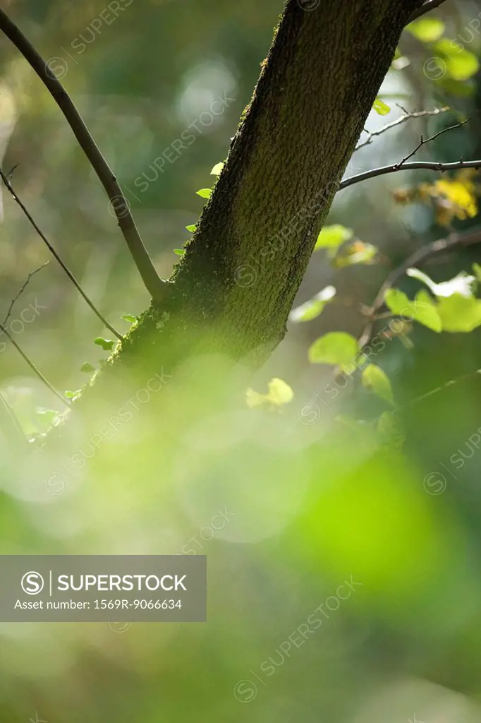Tree trunk viewed through blurred foliage