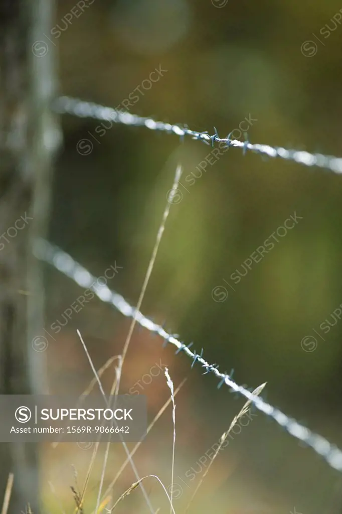 Barbed wire fence, close_up