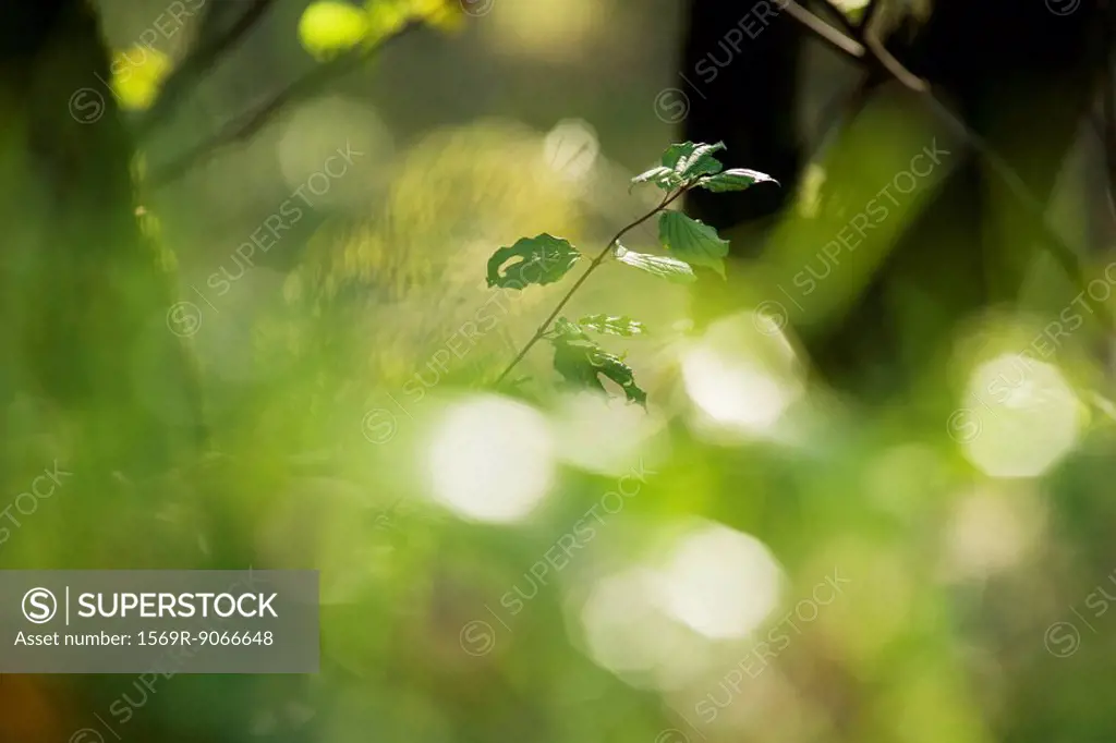 Leaves on young tree, selective focus