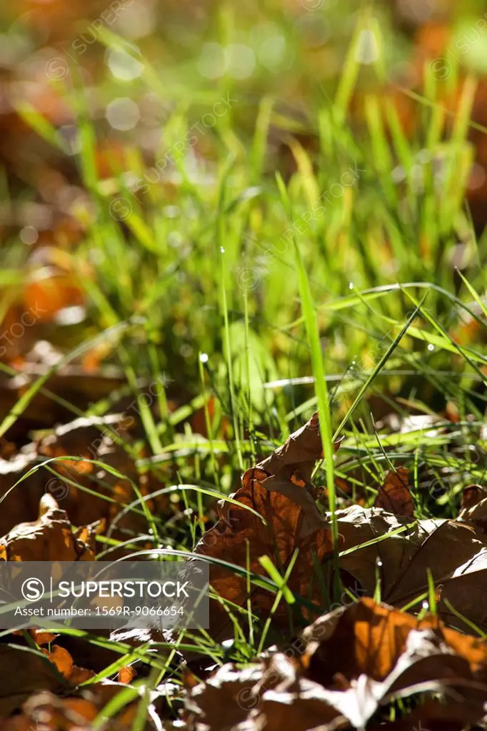 Grass growing amongst dead leaves