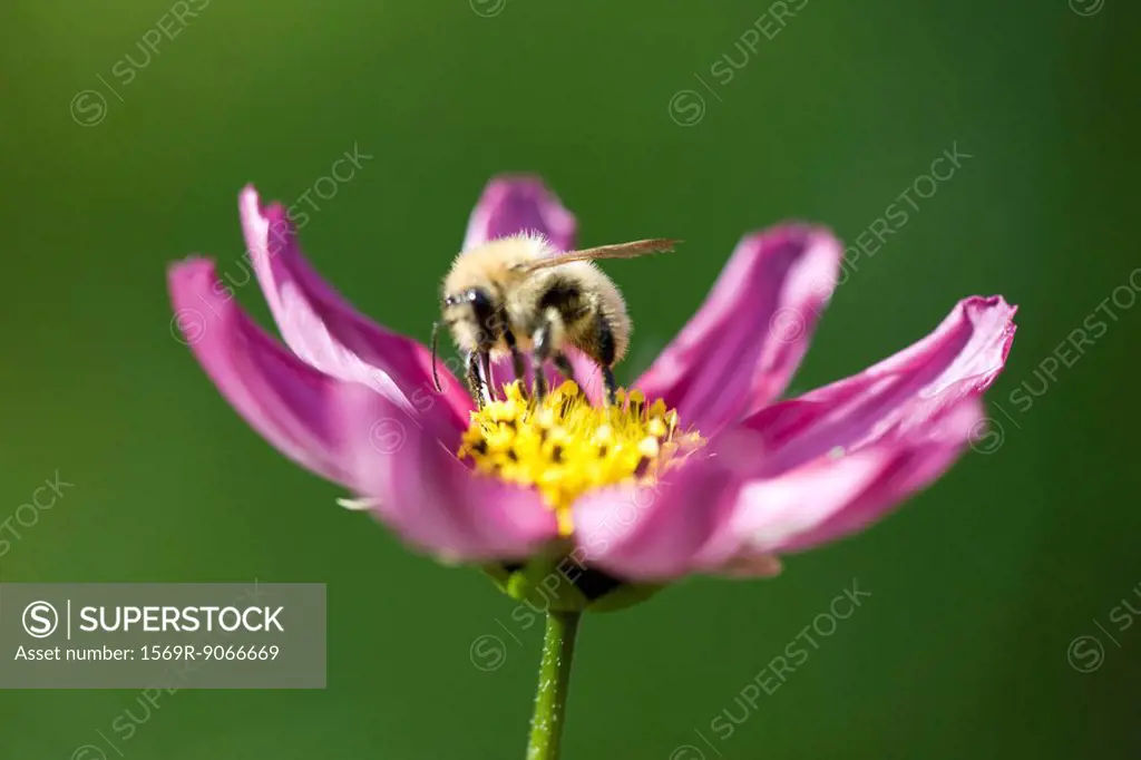 Bee gathering pollen on purple cosmos flower