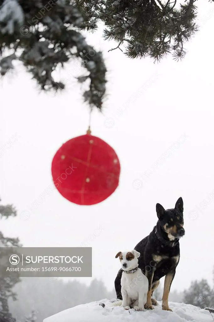 Two dogs sitting together on snowy mound, Christmas ornament hanging on branch in foreground