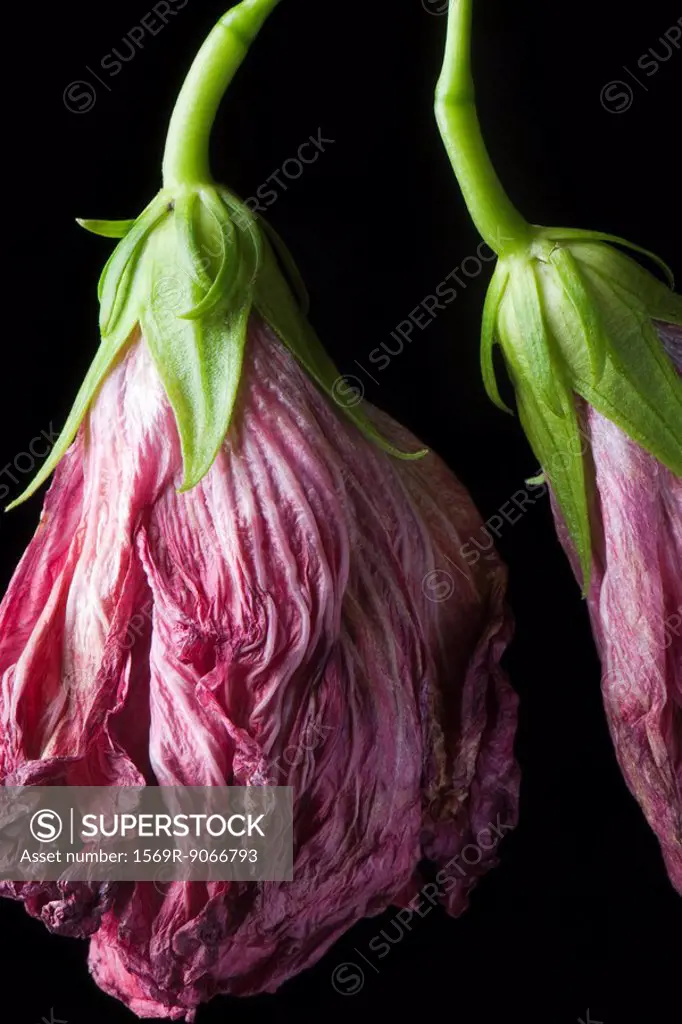 Wilted flowers hanging from bending stems, close_up