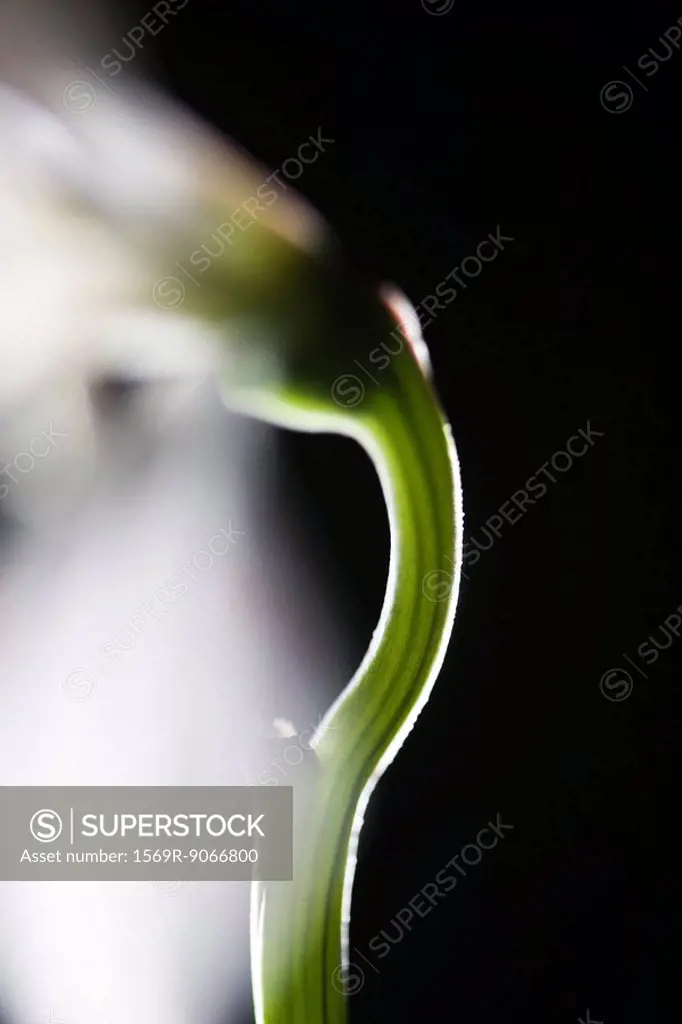 Flower stem, close_up