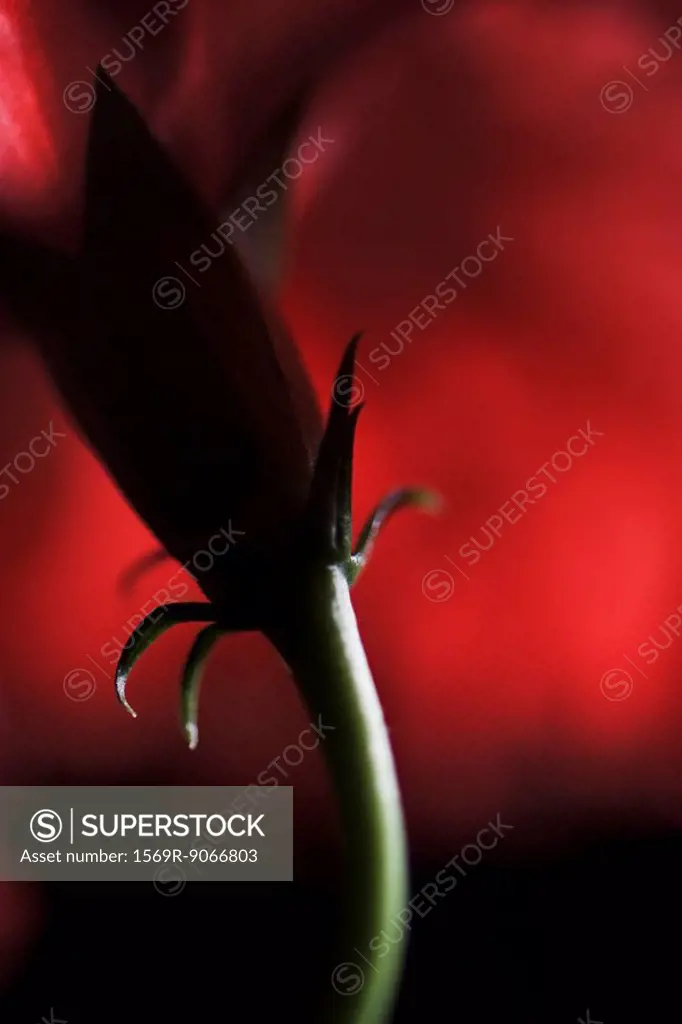 Flower stem and sepals, close_up