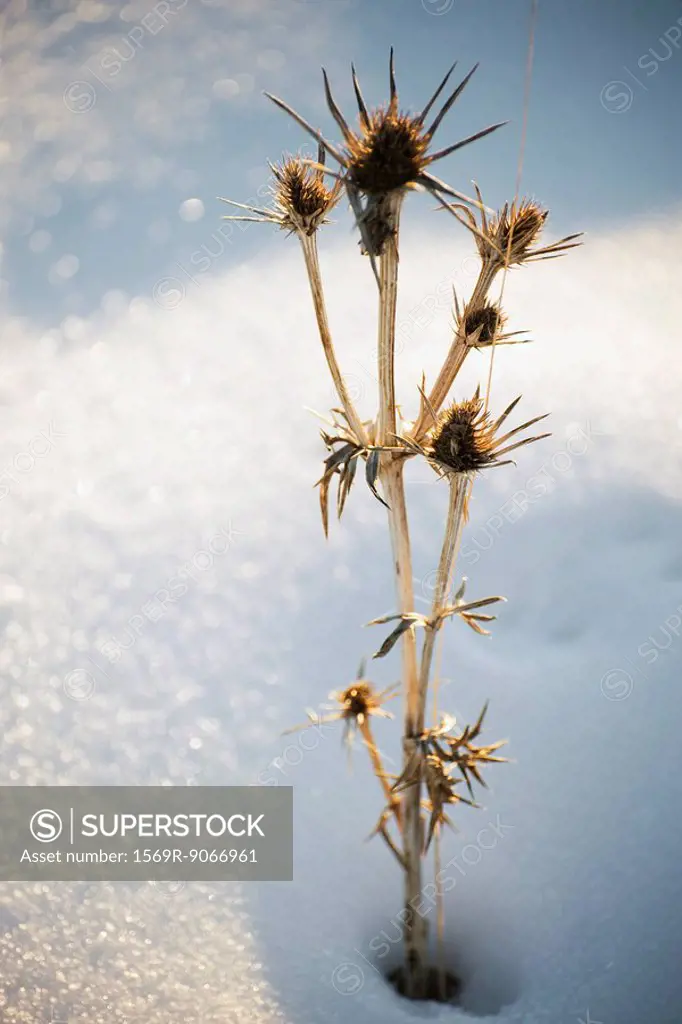 Dead thistle in snow
