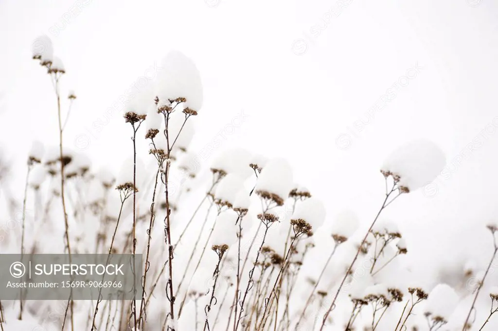 Plants dusted with new fallen snow