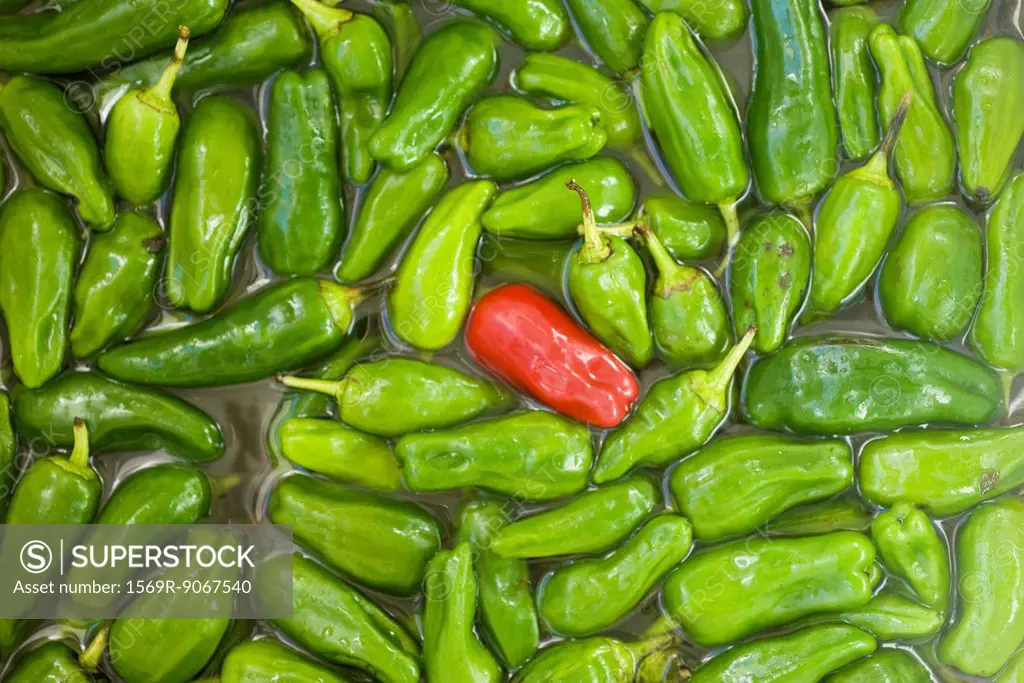 Single red chili pepper in heap of green chili peppers