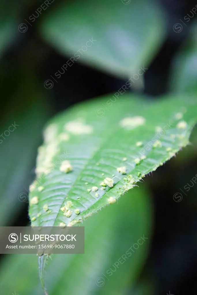 Close_up of leaf