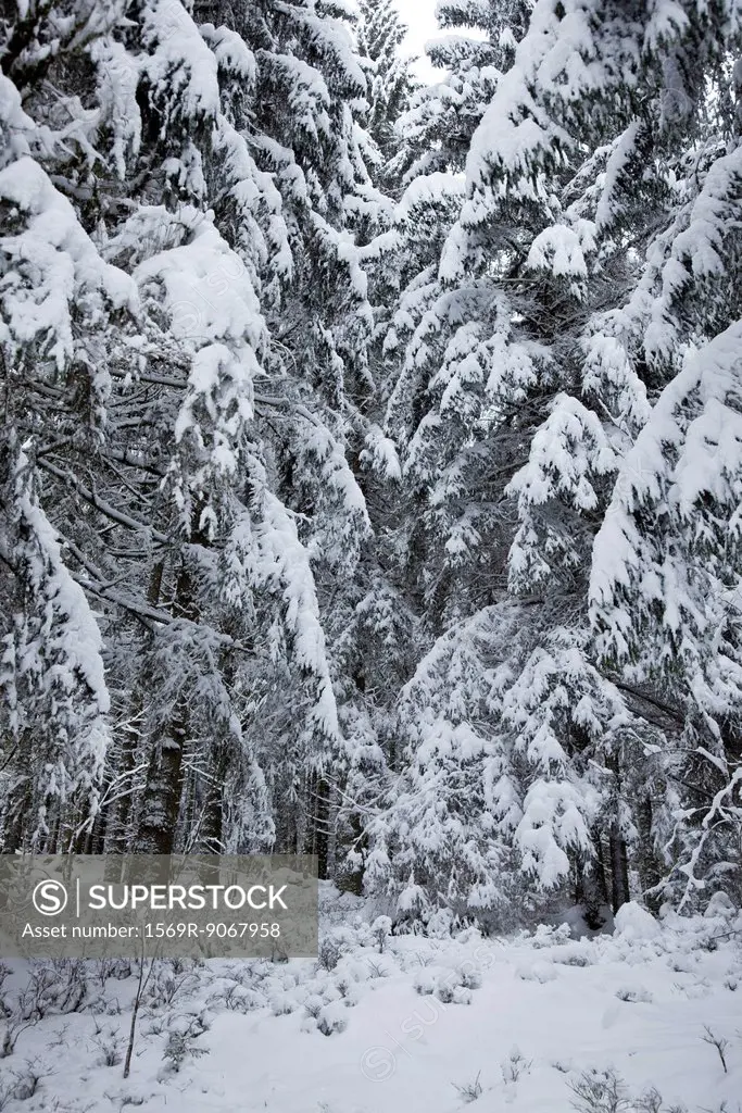 Snow_covered woods