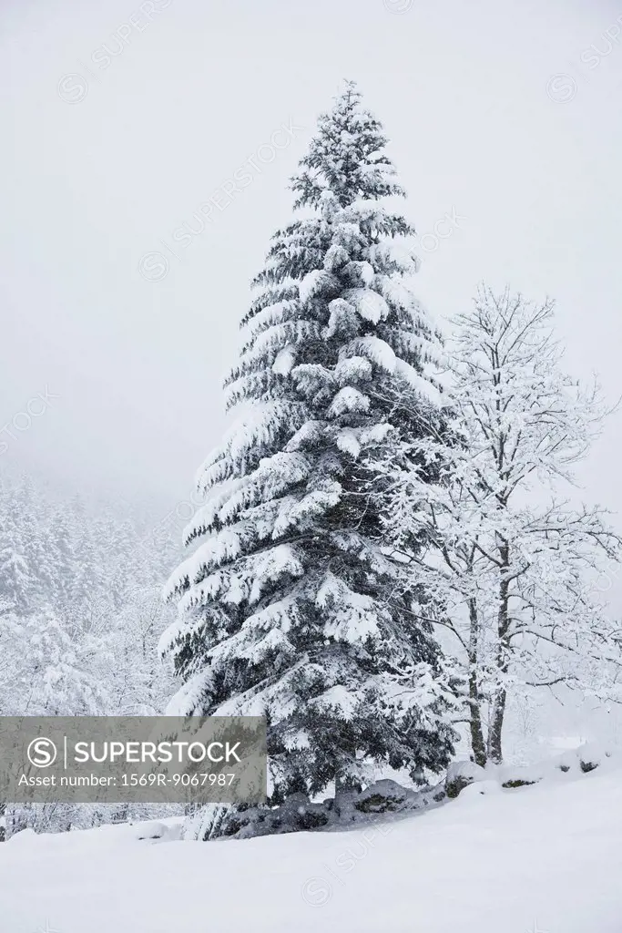 Fir tree in wintery landscape