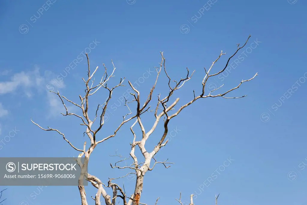 Bare tree against blue sky