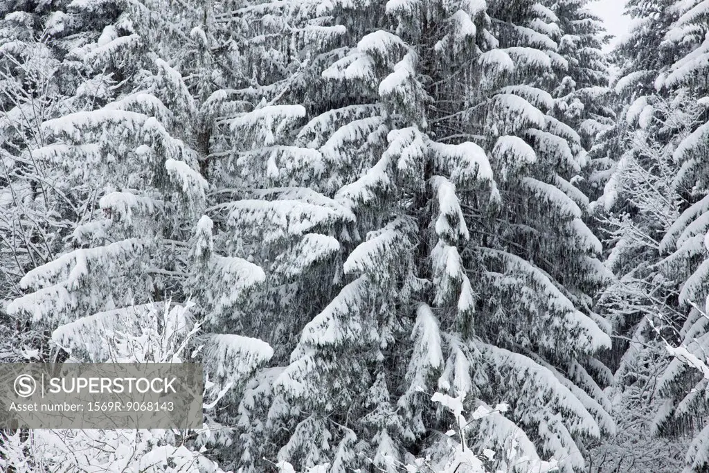 Snow_covered fir trees, cropped, full frame