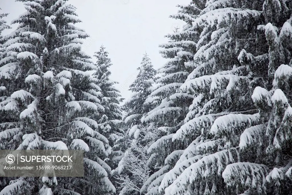 Snow_covered fir trees