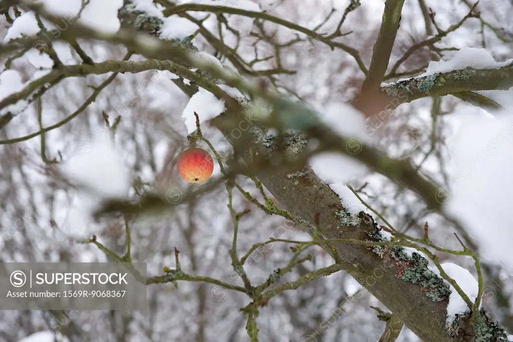 Single apple on snow_covered tree