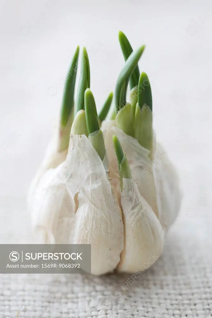 Garlic shoots growing out of garlic bulb