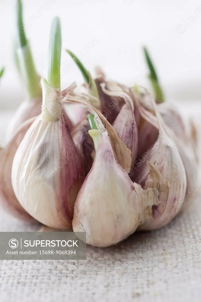 Garlic shoots growing out of garlic cloves