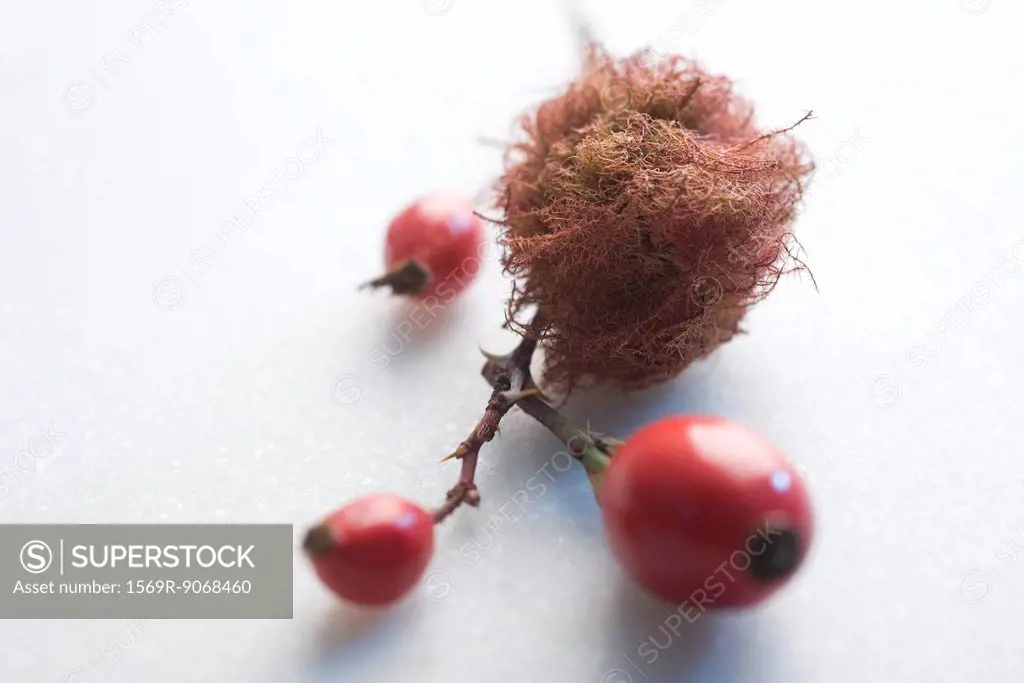 Dried moss and rose hips