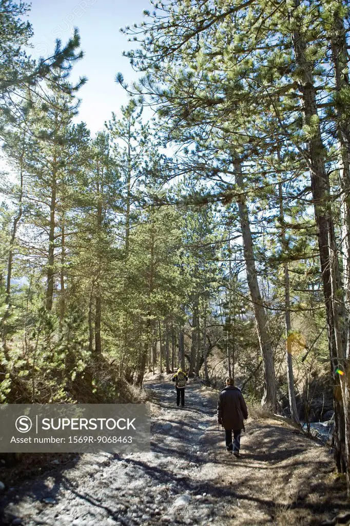 Hikers walking in woods