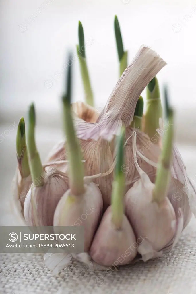 Garlic shoots growing out of garlic cloves