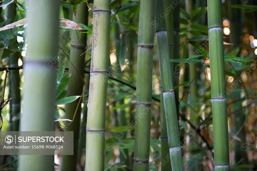 Bamboo stalks, close_up