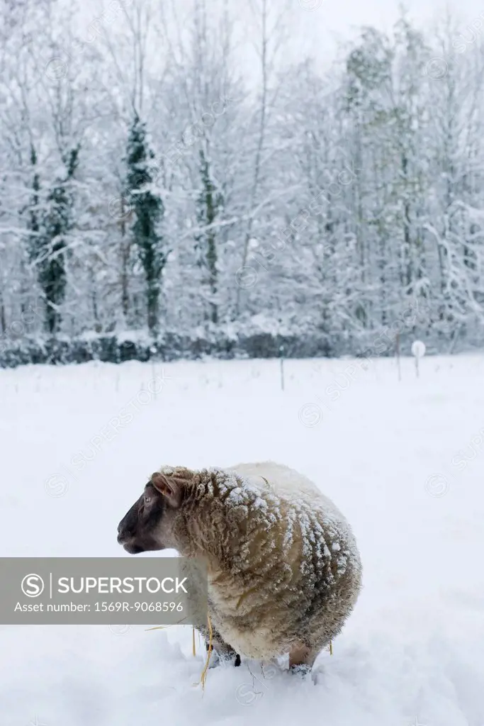 Sheep standing knee_deep in snow