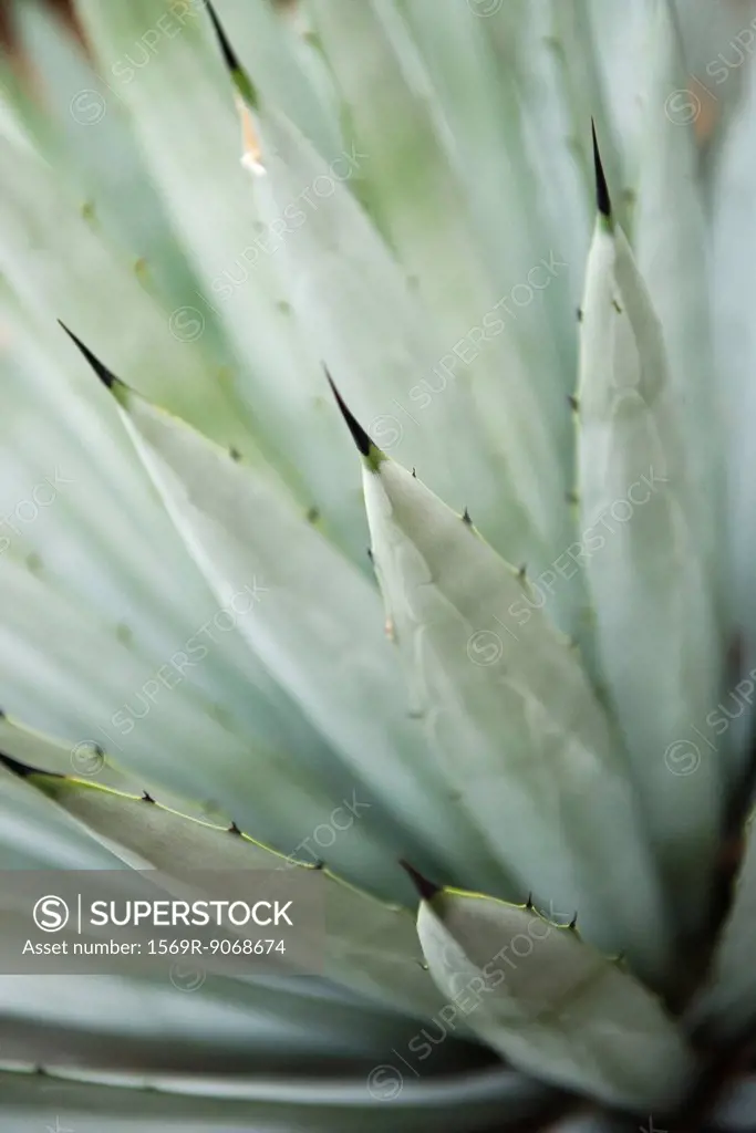 Agave plant, close_up
