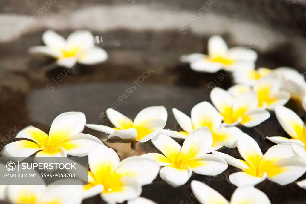Frangipani flowers floating in water