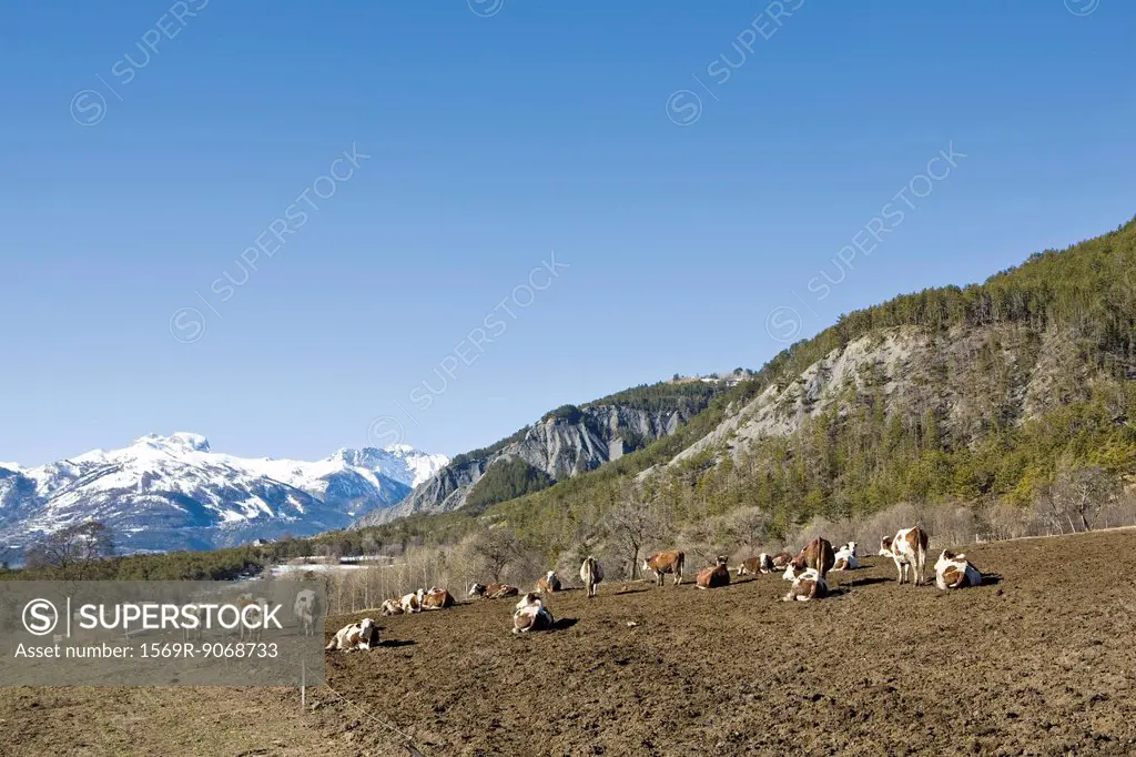 Cattle in field, snow_capped mountains in background
