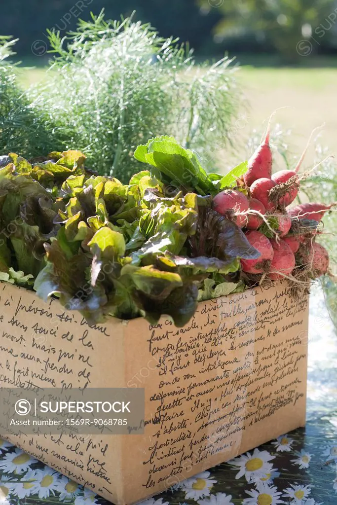 Fresh fennels, lettuce and radishes in cardboard box
