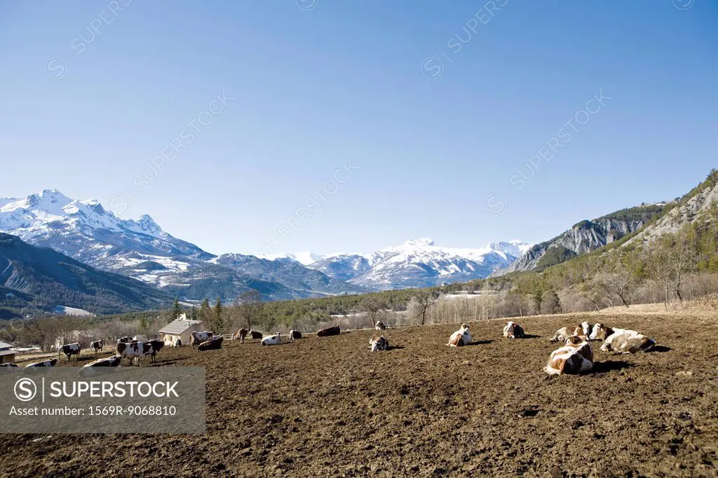Cattle in mountain pasture