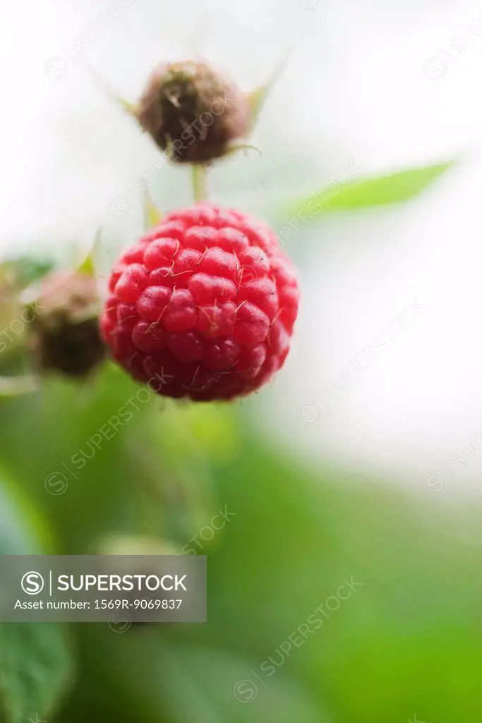 Raspberries growing on bush