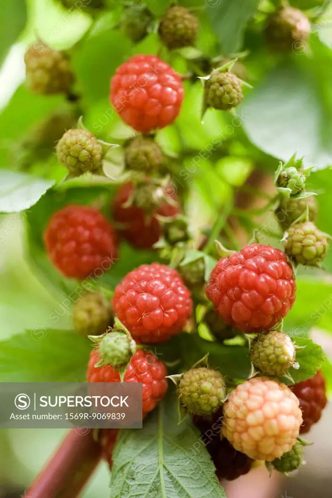 Raspberries ripening on bush