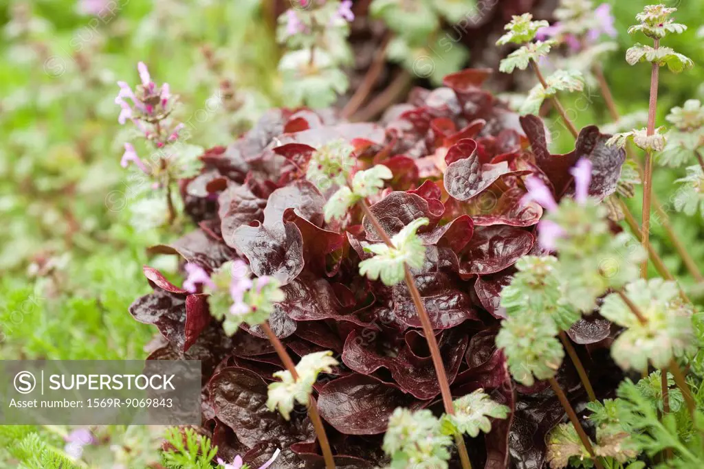 Merlot lettuce and herbs growing