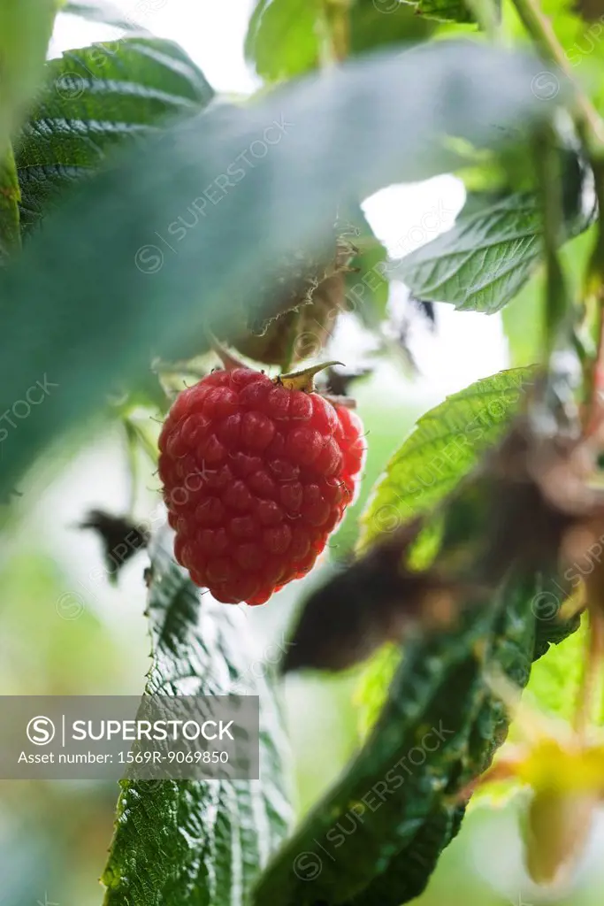 Raspberry growing on bush