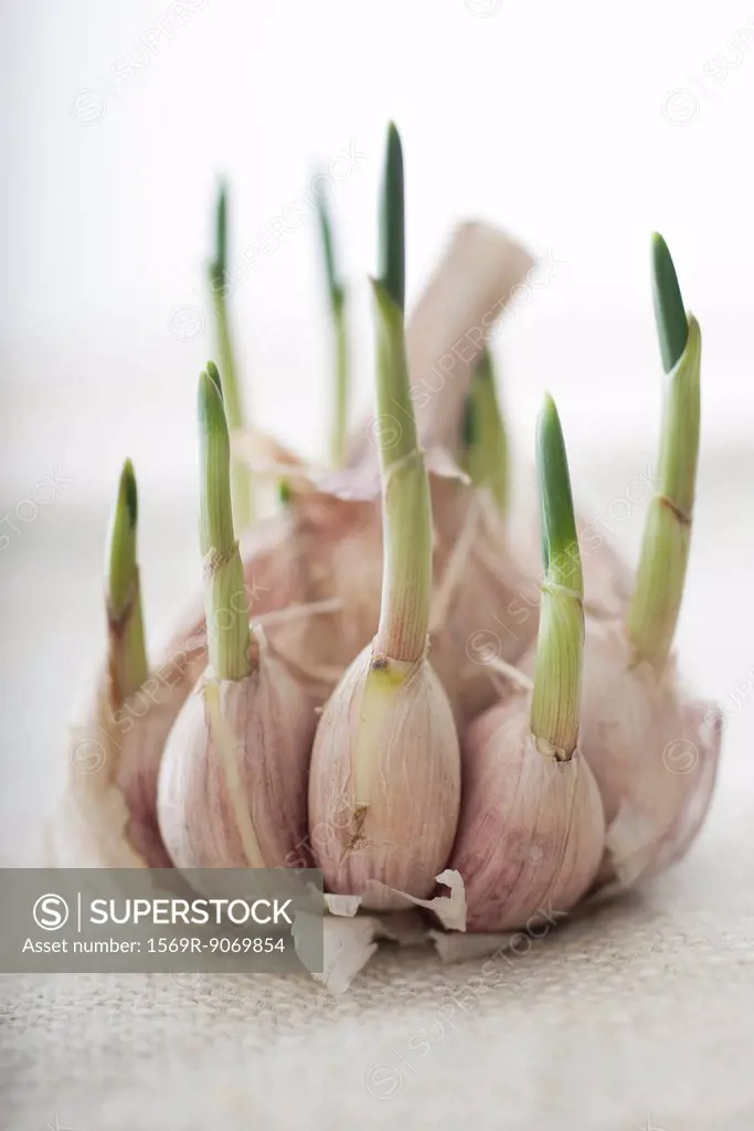 Sprouting garlic