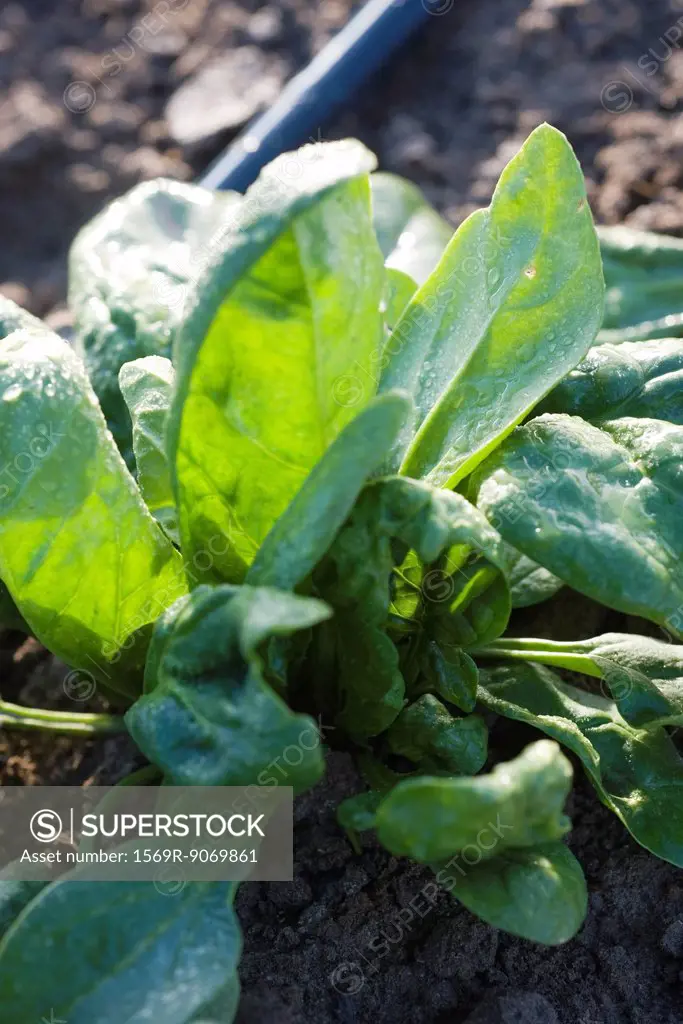 Spinach growing