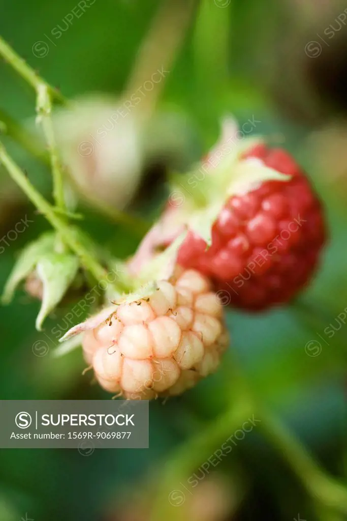 Raspberries ripening on bush