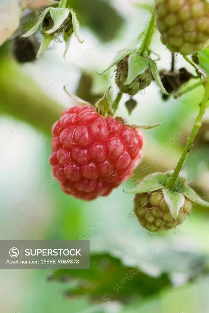Raspberry ripening on bush