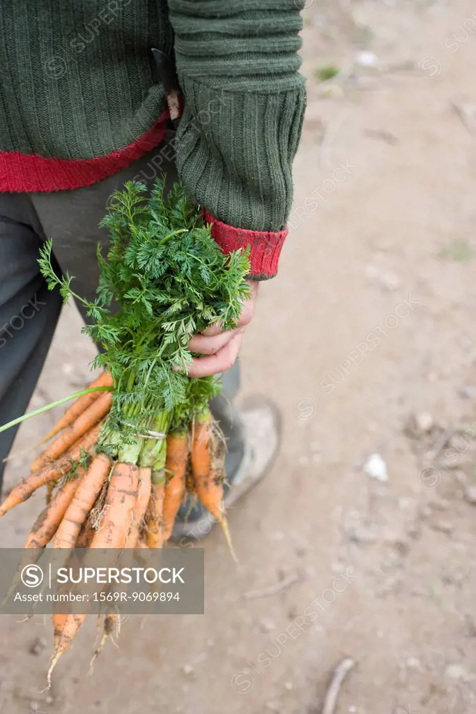Person carrying bunch of fresh carrots